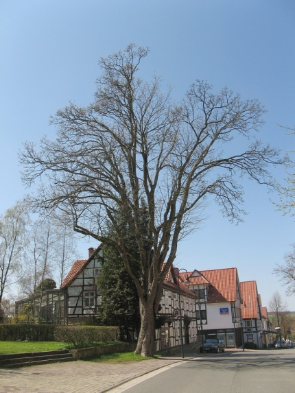 Bild 2 von Bergahorn Lange Straße